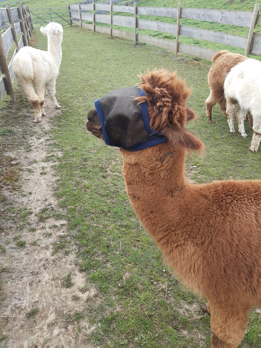 Alpaka-Fliegenmaske – Bild 2