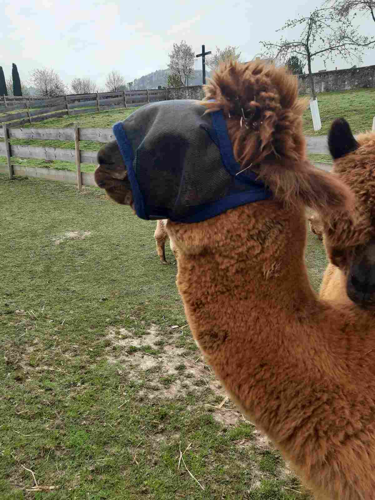 Alpaka-Fliegenmaske