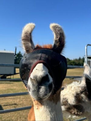 Lama-Flymask
